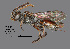  (Nomada sp. MS2 - IAE101926)  @11 [ ] CreativeCommons  Attribution Non-Commercial Share-Alike (2022) David Cappaert Institute for Applied Ecology