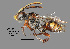  (Nomada sp. MS6 - IAE103462)  @11 [ ] CreativeCommons  Attribution Non-Commercial Share-Alike (2022) David Cappaert Institute for Applied Ecology