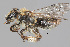  (Andrena sp. MS14 - IAE103637)  @11 [ ] CreativeCommons  Attribution Non-Commercial Share-Alike (2022) David Cappaert Institute for Applied Ecology