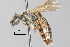  ( - IAE105980)  @11 [ ] CreativeCommons  Attribution Non-Commercial Share-Alike (2022) David Cappaert Institute for Applied Ecology