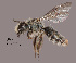  (Andrena sp. MS.21I - IAE108143)  @11 [ ] CreativeCommons  Attribution Non-Commercial Share-Alike (2022) David Cappaert Institute for Applied Ecology