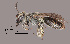  ( - IAE108393)  @11 [ ] CreativeCommons  Attribution Non-Commercial Share-Alike (2022) David Cappaert Institute for Applied Ecology