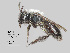  (Andrena sp. MS.21H - IAE108849)  @11 [ ] CreativeCommons  Attribution Non-Commercial Share-Alike (2022) David Cappaert Institute for Applied Ecology