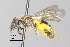  ( - IAE109167)  @11 [ ] CreativeCommons  Attribution Non-Commercial Share-Alike (2022) David Cappaert Institute for Applied Ecology