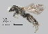  (Andrena sp. MS.21K - IAE109733)  @11 [ ] CreativeCommons  Attribution Non-Commercial Share-Alike (2022) David Cappaert Institute for Applied Ecology