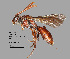  (Nomada sp. MS10 - IAE110859)  @11 [ ] CreativeCommons  Attribution Non-Commercial Share-Alike (2022) David Cappaert Institute for Applied Ecology