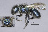  ( - IAE200001)  @11 [ ] CreativeCommons  Attribution Non-Commercial Share-Alike (2022) David Cappaert Institute for Applied Ecology