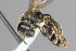  ( - IAE200012)  @11 [ ] CreativeCommons  Attribution Non-Commercial Share-Alike (2022) David Cappaert Institute for Applied Ecology