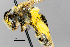  ( - IAE200015)  @11 [ ] CreativeCommons  Attribution Non-Commercial Share-Alike (2022) David Cappaert Institute for Applied Ecology