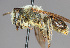  (Andrena sp. ms6 - IAE200018)  @11 [ ] CreativeCommons  Attribution Non-Commercial Share-Alike (2022) David Cappaert Institute for Applied Ecology