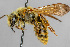  ( - IAE200022)  @11 [ ] CreativeCommons  Attribution Non-Commercial Share-Alike (2022) David Cappaert Institute for Applied Ecology