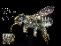  ( - IAE200024)  @11 [ ] CreativeCommons  Attribution Non-Commercial Share-Alike (2022) David Cappaert Institute for Applied Ecology