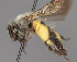  (Andrena sp. ms21 - IAE200028)  @11 [ ] CreativeCommons  Attribution Non-Commercial Share-Alike (2022) David Cappaert Institute for Applied Ecology