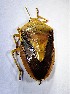  ( - HEM-Fuentes-0061)  @11 [ ] Copyright (2018) Daniela Fuentes Centro de Ecología Aplicada del Litoral