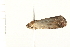  ( - 08-IARI-0005)  @12 [ ] CreativeCommons - Attribution (2008) Unspecified Centre for Biodiversity Genomics