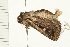  (Proteuxoa passalota - 08-IARI-0056)  @15 [ ] CreativeCommons - Attribution (2008) Unspecified Centre for Biodiversity Genomics