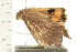  ( - 08-IARI-0072)  @11 [ ] CreativeCommons - Attribution (2008) Unspecified Centre for Biodiversity Genomics