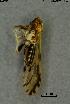  ( - INV17815)  @11 [ ] Creative Commons Attribution NonCommercial ShareAlike (2024) (2024) Research Center in Biodiversity and Genetic Resources Research Center in Biodiversity and Genetic Resources