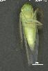  ( - INV14325)  @11 [ ] Creative Commons Attribution NonCommercial ShareAlike (2024) (2024) Research Center in Biodiversity and Genetic Resources Research Center in Biodiversity and Genetic Resources