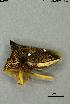  ( - INV15096)  @11 [ ] Creative Commons Attribution NonCommercial ShareAlike (2024) (2024) Research Center in Biodiversity and Genetic Resources Research Center in Biodiversity and Genetic Resources