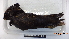 ( - IAvH-BT 6863)  @13 [ ] CreativeCommons - Attribution Non-Commercial Share-Alike (2013) Instituto Humboldt Unspecified