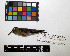  ( - IAvH-CT 13128)  @11 [ ] CreativeCommons - Attribution Share-Alike (2015) Unspecified Instituto de Investigacion de Recursos Biologicos Alexander von Humboldt