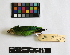  (Brotogeris sanctithomae - IAvH-CT 14685)  @11 [ ] CreativeCommons - Attribution Share-Alike (2014) Unspecified Instituto de Investigacion de Recursos Biologicos Alexander von Humboldt