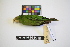  ( - IAvH-CT 14799)  @11 [ ] CreativeCommons - Attribution Share-Alike (2014) Unspecified Instituto de Investigacion de Recursos Biologicos Alexander von Humboldt