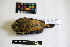  (Aegolius harrisii - IAvH-CT 26)  @12 [ ] CreativeCommons - Attribution Share-Alike (2014) Unspecified Instituto de Investigacion de Recursos Biologicos Alexander von Humboldt