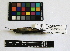  ( - IAvH-CT 8127)  @12 [ ] CreativeCommons - Attribution Share-Alike (2014) Unspecified Instituto de Investigacion de Recursos Biologicos Alexander von Humboldt