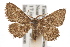  ( - IAWAZ-0466)  @14 [ ] CreativeCommons - Attribution (2009) Unspecified Centre for Biodiversity Genomics