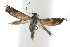  (Calliprora - IAWAZ-0474.2)  @14 [ ] CreativeCommons - Attribution (2009) Unspecified Centre for Biodiversity Genomics