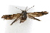  ( - IAWAZ-0474.3)  @13 [ ] CreativeCommons - Attribution (2009) Unspecified Centre for Biodiversity Genomics