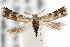  ( - IAWAZ-0475.1)  @14 [ ] CreativeCommons - Attribution (2009) Unspecified Centre for Biodiversity Genomics