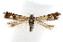  (Calliprora - IAWAZ-0475.2)  @14 [ ] CreativeCommons - Attribution (2009) Unspecified Centre for Biodiversity Genomics