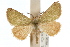  ( - IAWAZ-0497.1)  @13 [ ] CreativeCommons - Attribution (2009) Unspecified Centre for Biodiversity Genomics