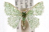  ( - IAWAZ-0498)  @14 [ ] CreativeCommons - Attribution (2009) Unspecified Centre for Biodiversity Genomics