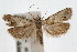 ( - IAWAZ-0502.1)  @14 [ ] CreativeCommons - Attribution (2009) Unspecified Centre for Biodiversity Genomics