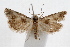  ( - IAWAZ-0502.2)  @14 [ ] CreativeCommons - Attribution (2009) Unspecified Centre for Biodiversity Genomics