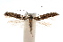  ( - IAWAZ-0311.4)  @13 [ ] CreativeCommons - Attribution (2009) Unspecified Centre for Biodiversity Genomics