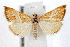  ( - IAWAZ-0668.1)  @11 [ ] CreativeCommons - Attribution (2009) Unspecified Centre for Biodiversity Genomics