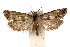  ( - IAWAZ-0316.1)  @13 [ ] CreativeCommons - Attribution (2009) Unspecified Centre for Biodiversity Genomics
