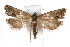  ( - IAWAZ-0316.2)  @14 [ ] CreativeCommons - Attribution (2009) Unspecified Centre for Biodiversity Genomics