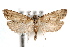 ( - IAWAZ-0318)  @13 [ ] CreativeCommons - Attribution (2009) Unspecified Centre for Biodiversity Genomics