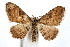  ( - IAWAZ-0676)  @15 [ ] CreativeCommons - Attribution (2009) Unspecified Centre for Biodiversity Genomics