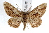  (Anavitrinella atristrigaria - IAWAZ-0322)  @14 [ ] CreativeCommons - Attribution (2009) Unspecified Centre for Biodiversity Genomics