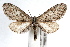  ( - IAWAZ-0324)  @14 [ ] CreativeCommons - Attribution (2009) Unspecified Centre for Biodiversity Genomics
