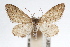  (Lobocleta lanceolata - IAWAZ-0325)  @15 [ ] CreativeCommons - Attribution (2009) Unspecified Centre for Biodiversity Genomics