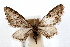  (Eupithecia prostrata - IAWAZ-0680)  @14 [ ] CreativeCommons - Attribution (2009) Unspecified Centre for Biodiversity Genomics