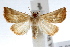  ( - IAWAZ-0327)  @14 [ ] CreativeCommons - Attribution (2009) Unspecified Centre for Biodiversity Genomics